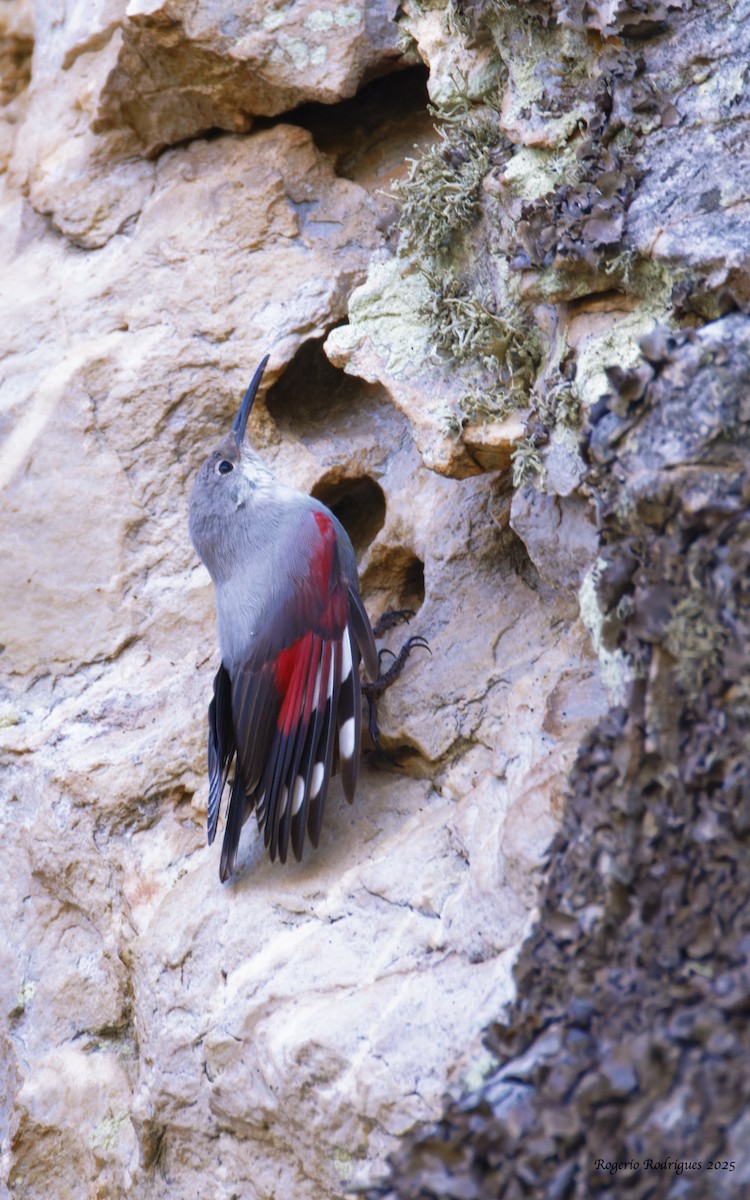 Wallcreeper - ML645058178