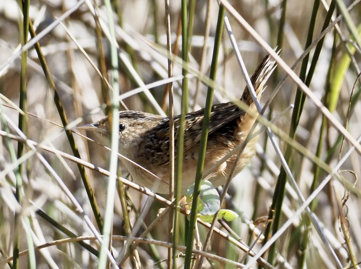 Sedge Wren - ML645058182