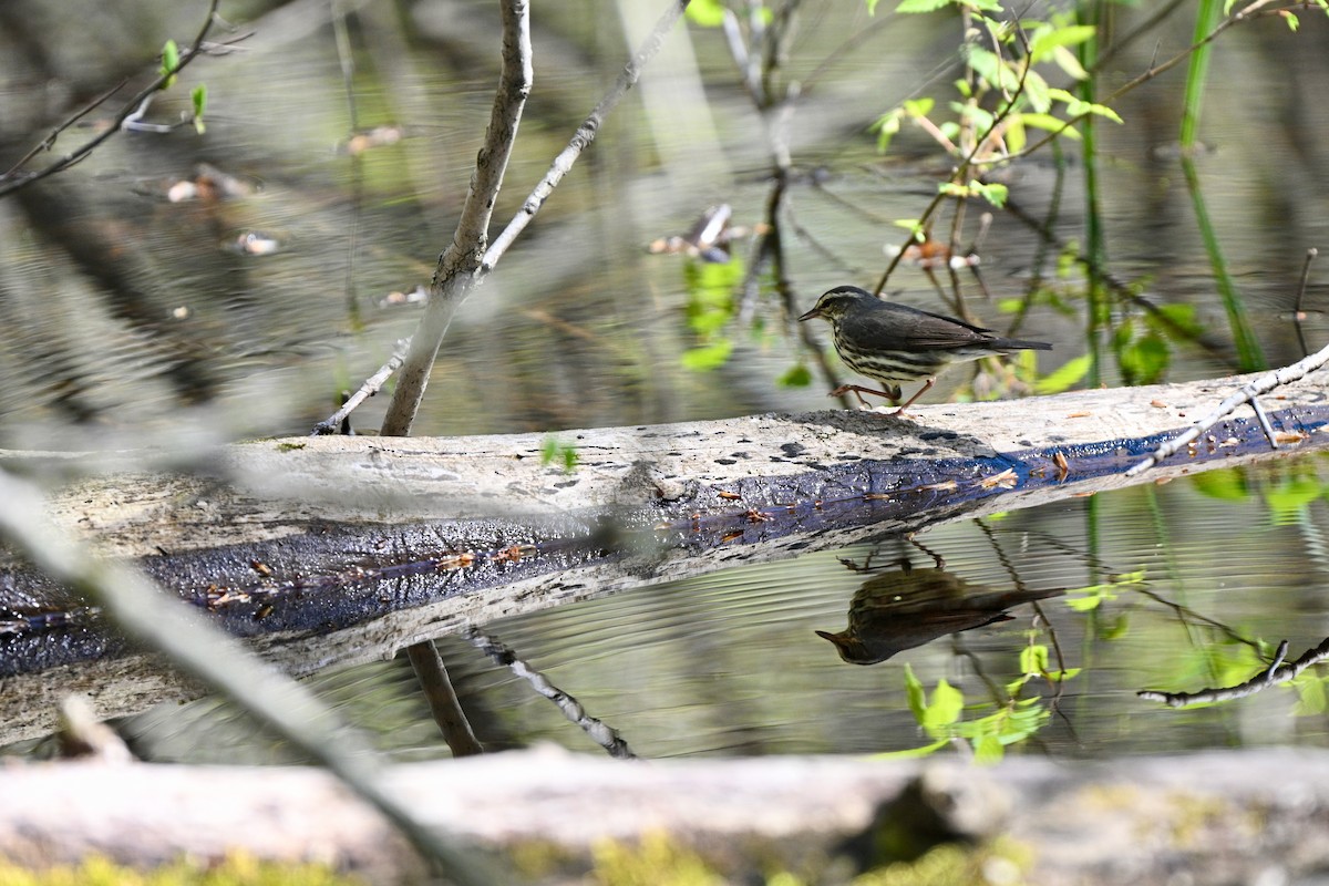 Northern Waterthrush - ML645058184