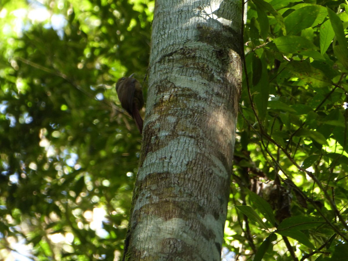 Грімпар бурий - ML645058203