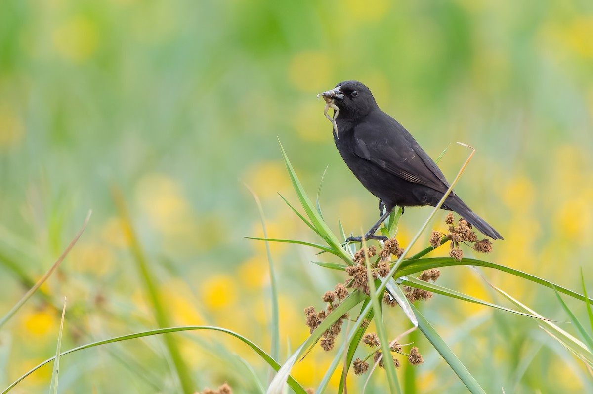 Varillero Aliamarillo - ML645058205