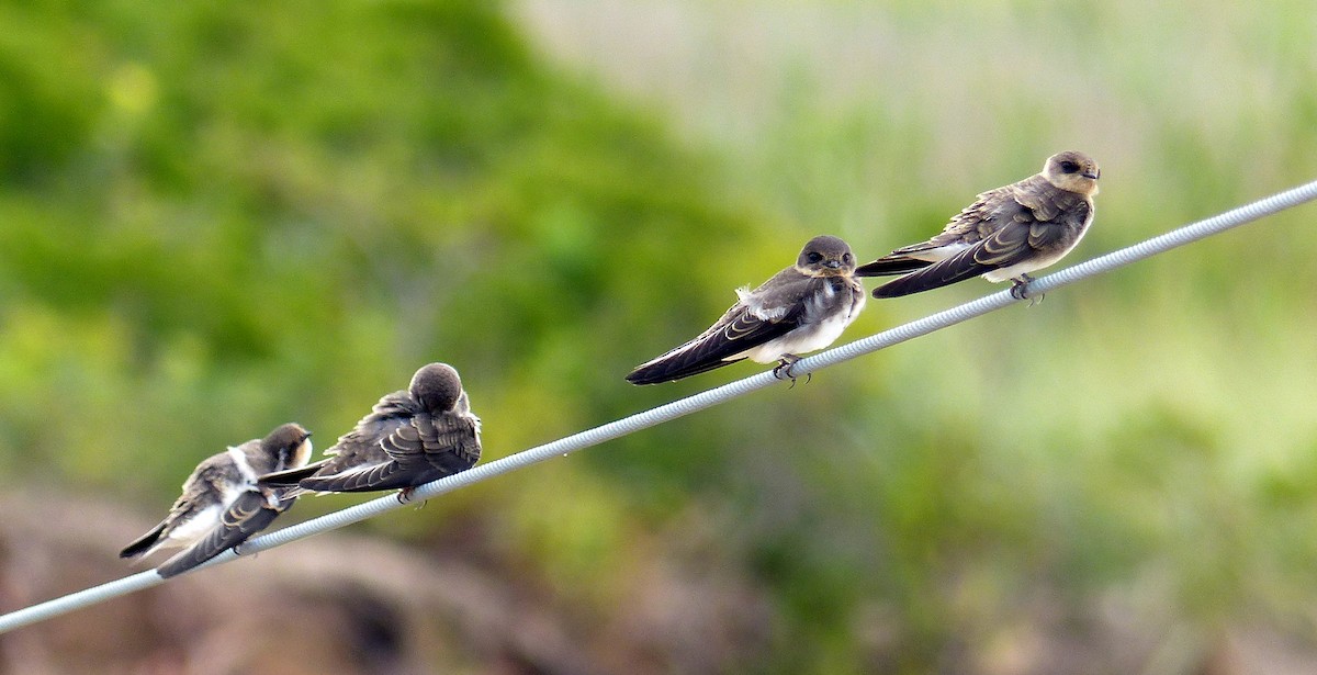 Uhalde-enara arrunta - ML645058227