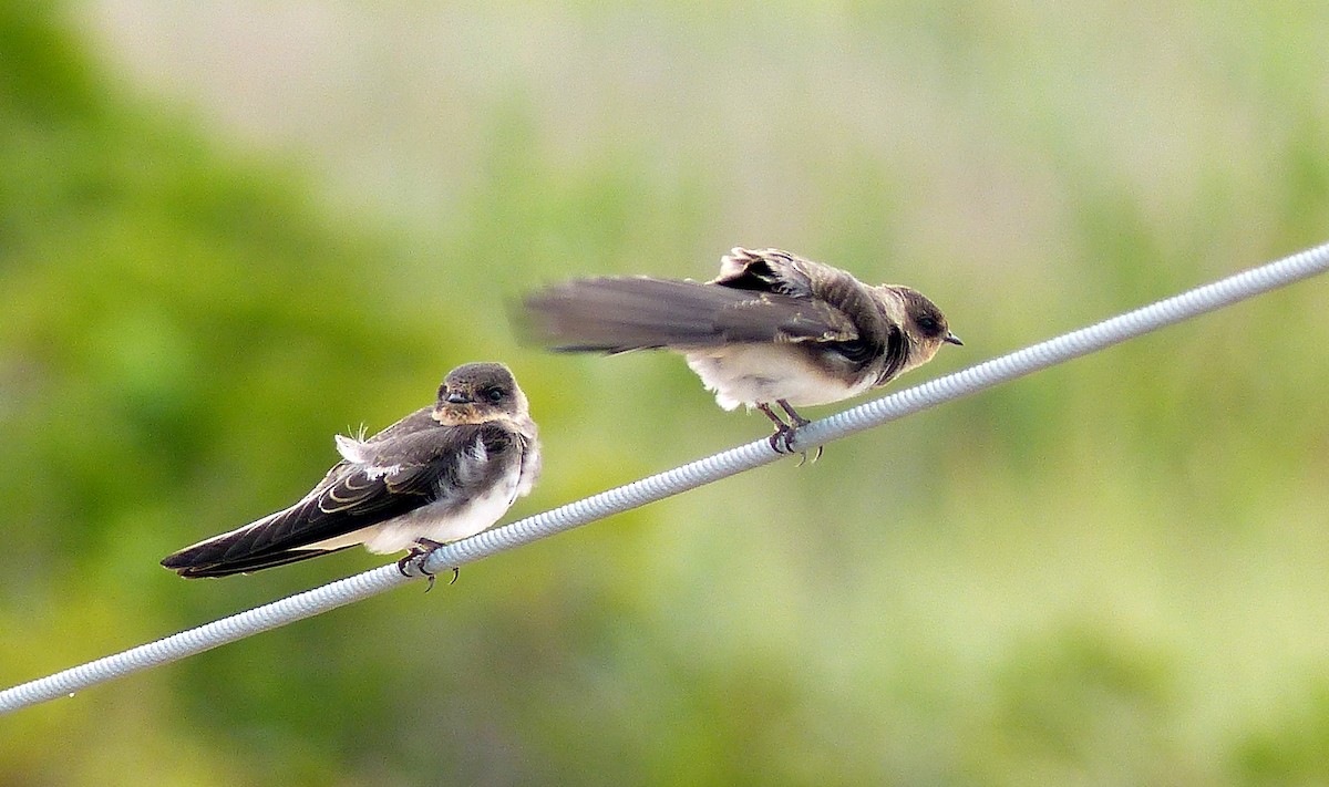 Uhalde-enara arrunta - ML645058228