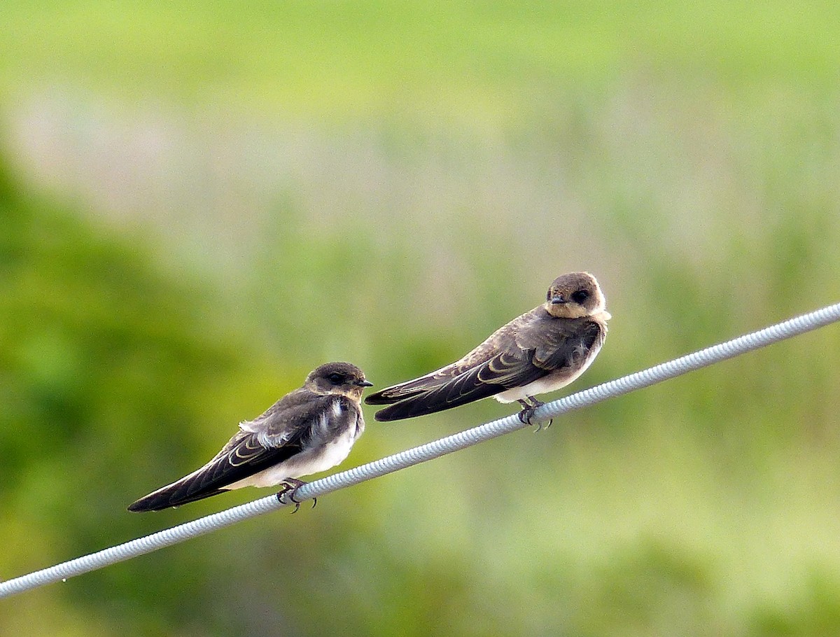 Uhalde-enara arrunta - ML645058229