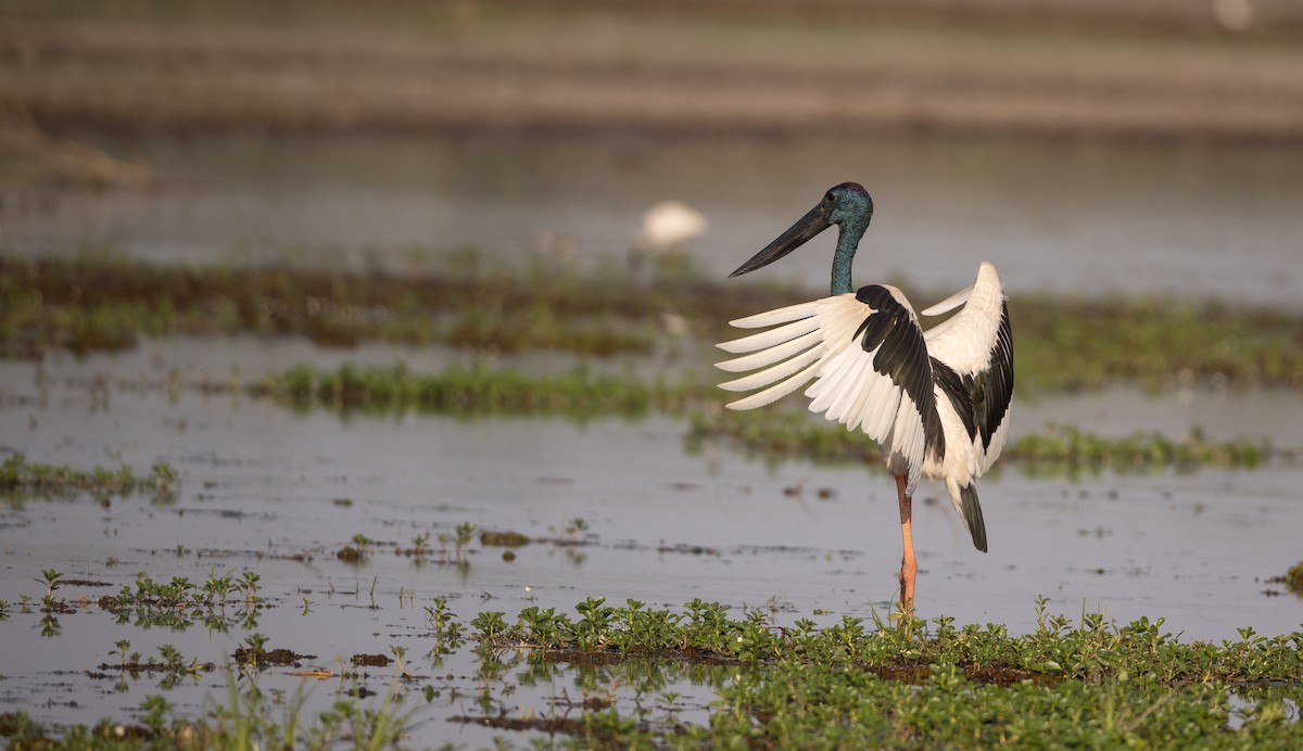 čáp černokrký - ML645058243