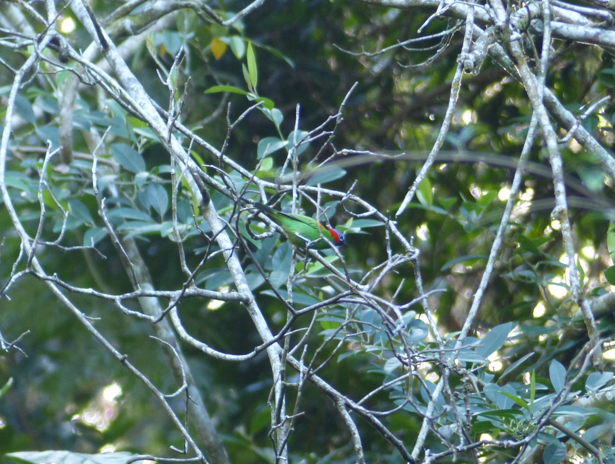 Red-necked Tanager - ML645058249