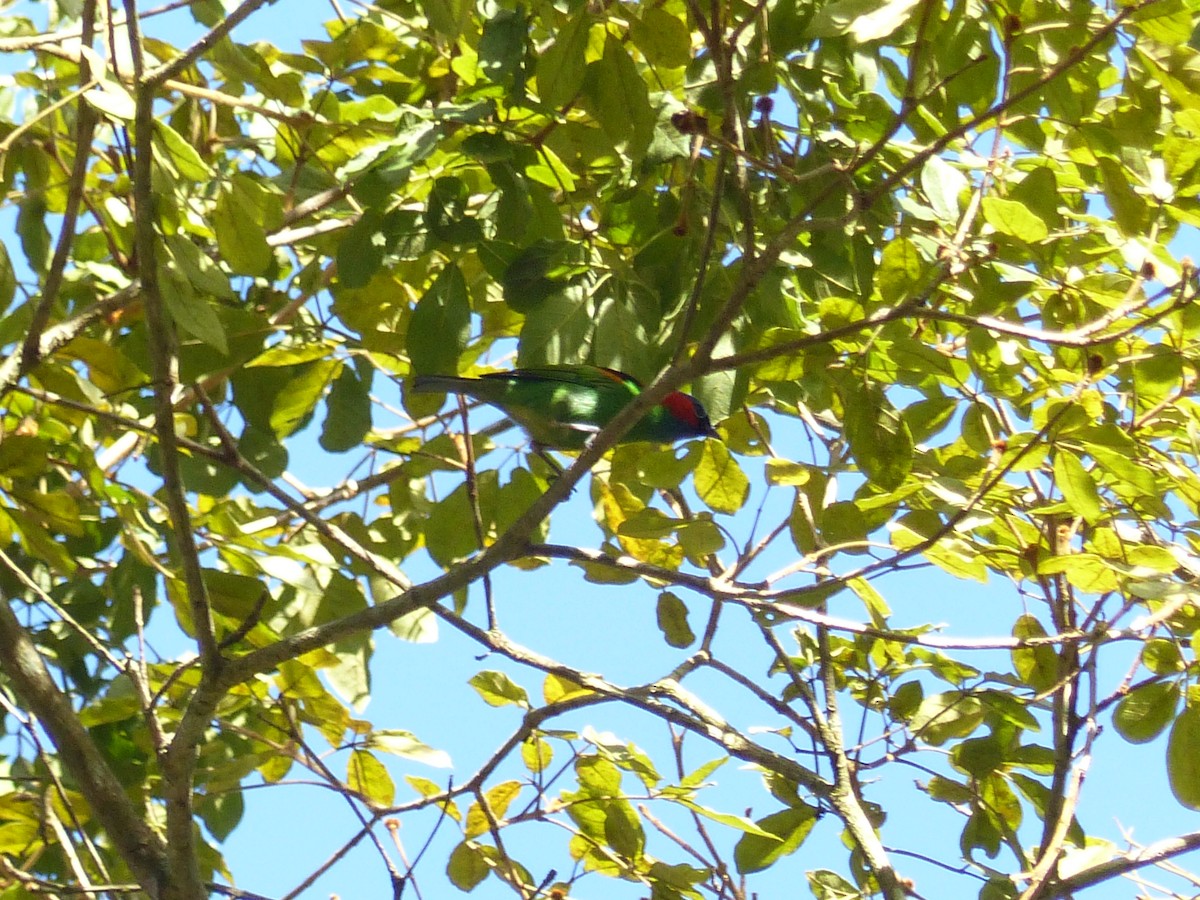 Red-necked Tanager - ML645058251