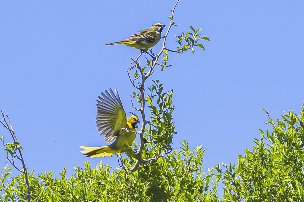 Gobernador Crestado - ML645058294