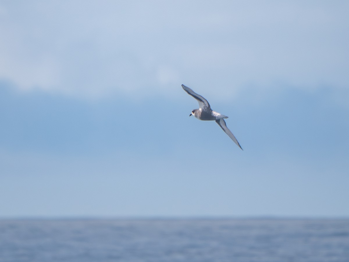 Тайфунник Піла - ML645058297