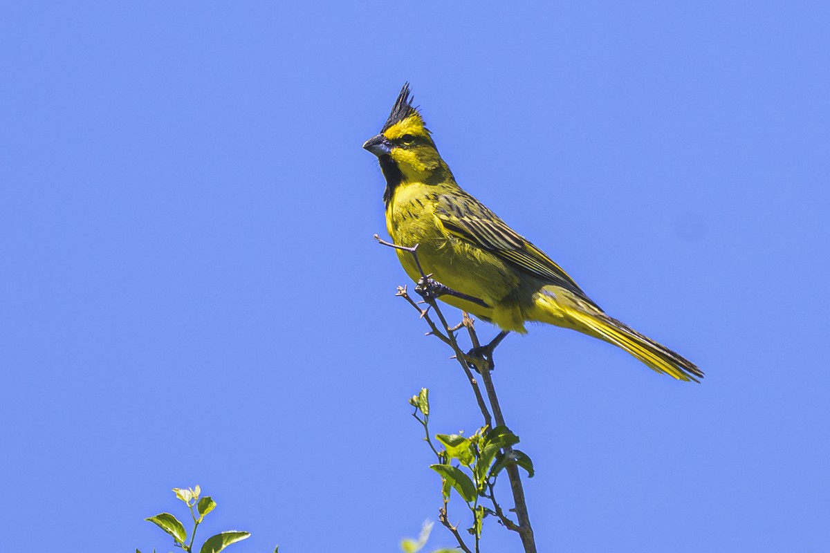 Gobernador Crestado - ML645058299