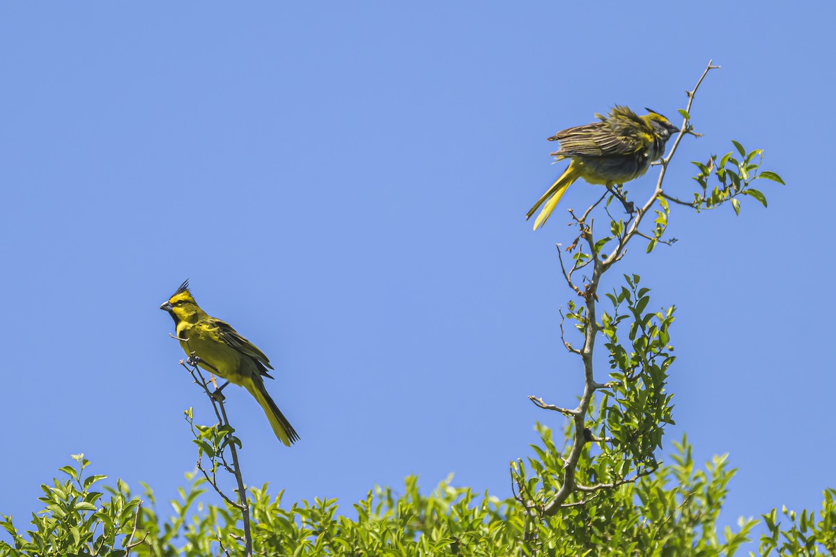 Gobernador Crestado - ML645058302