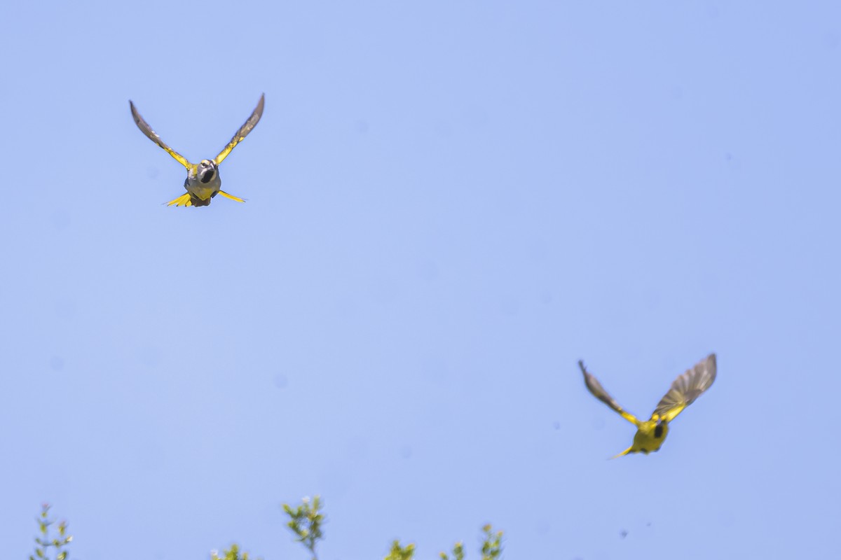 Gobernador Crestado - ML645058304