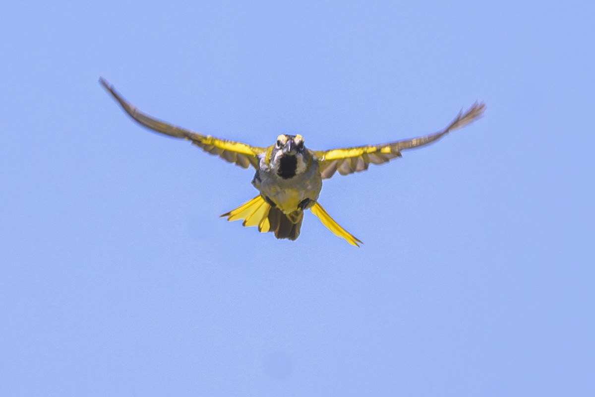 Gobernador Crestado - ML645058311