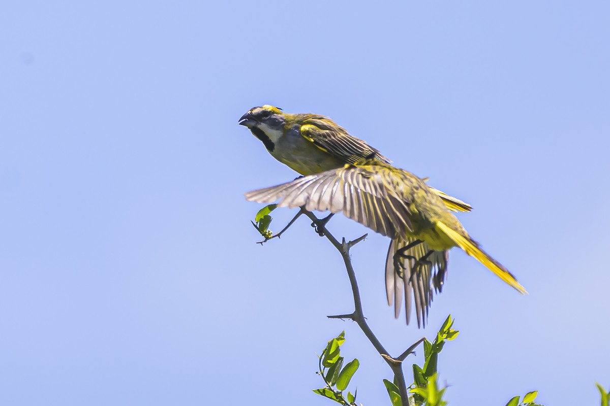 Gobernador Crestado - ML645058315