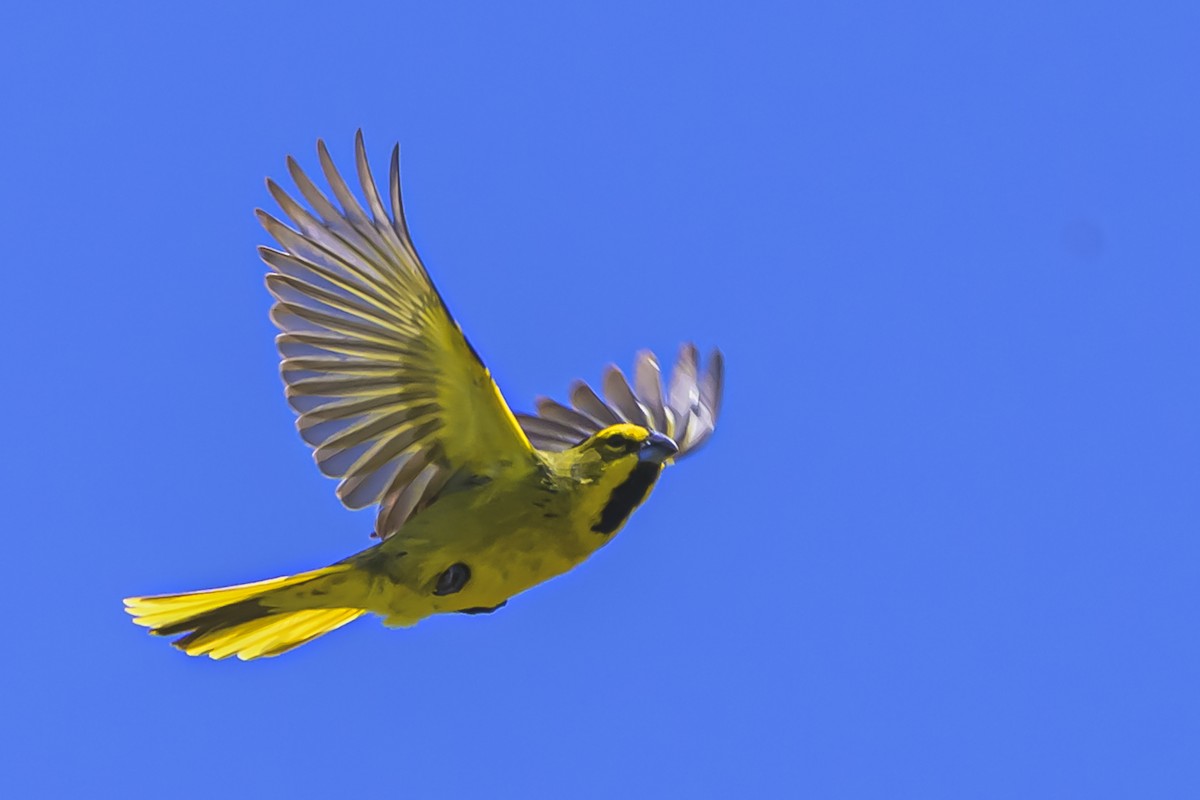 Gobernador Crestado - ML645058320