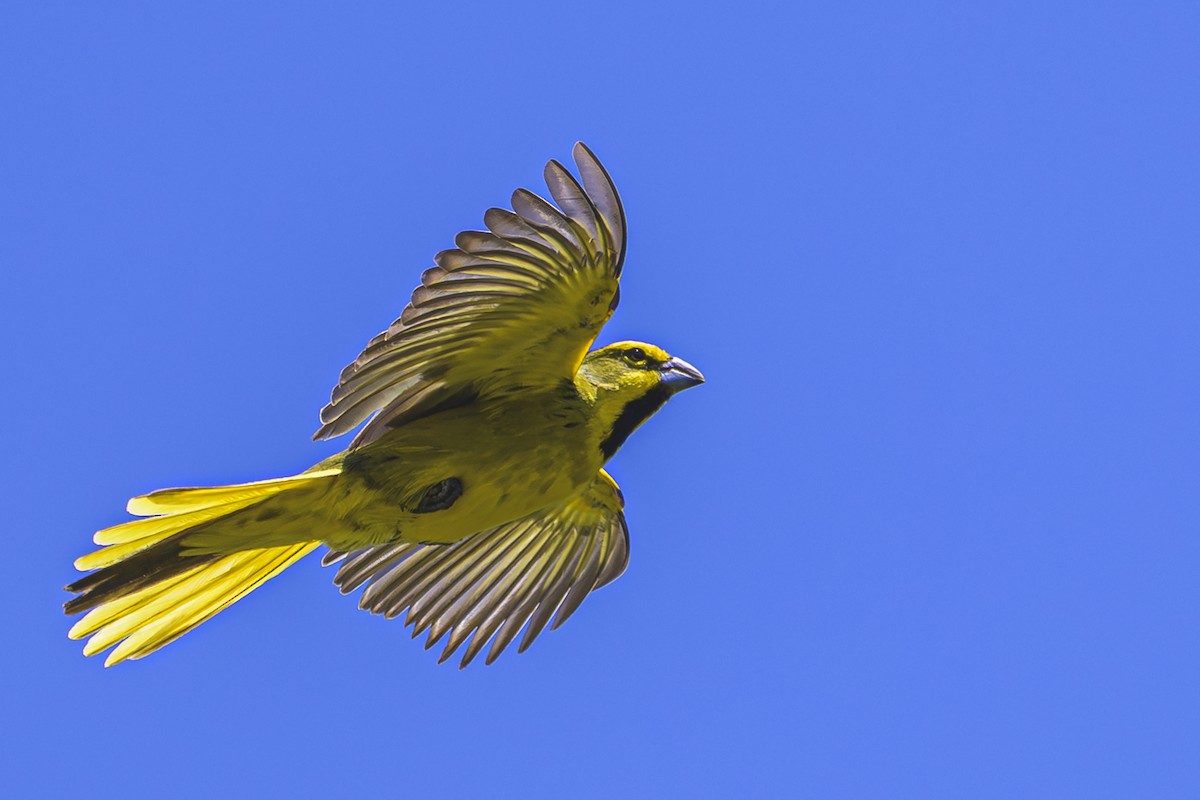 Gobernador Crestado - ML645058322