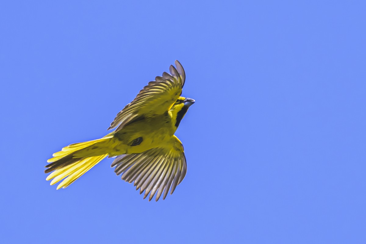 Gobernador Crestado - ML645058323