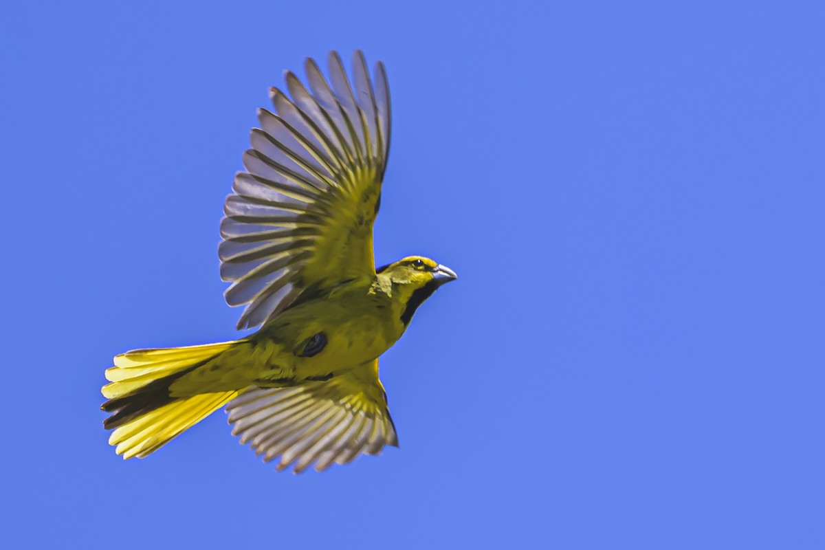 Gobernador Crestado - ML645058324