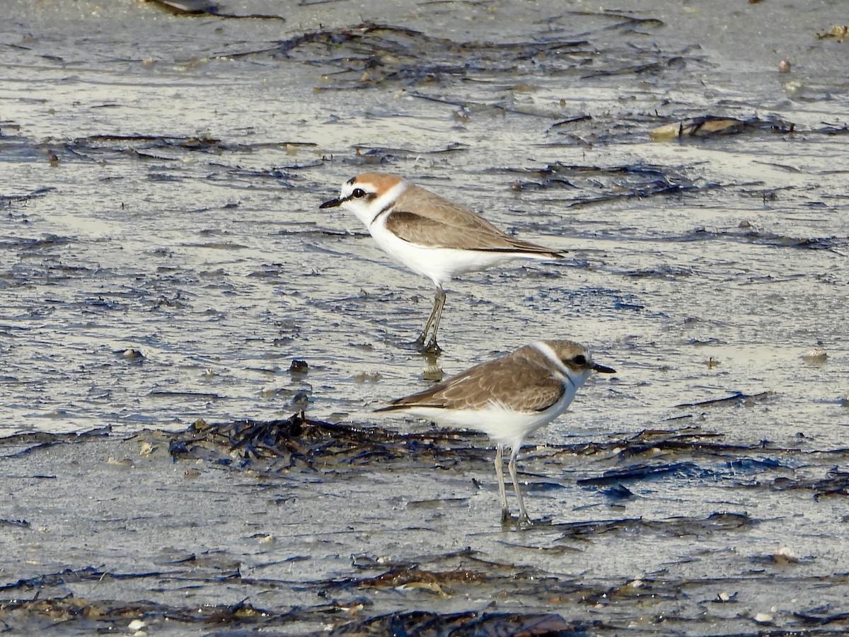 Kentish Plover - ML645058334