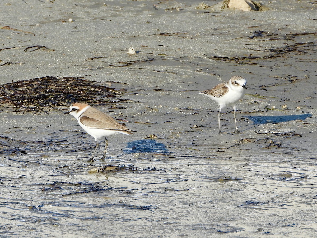 Kentish Plover - ML645058336