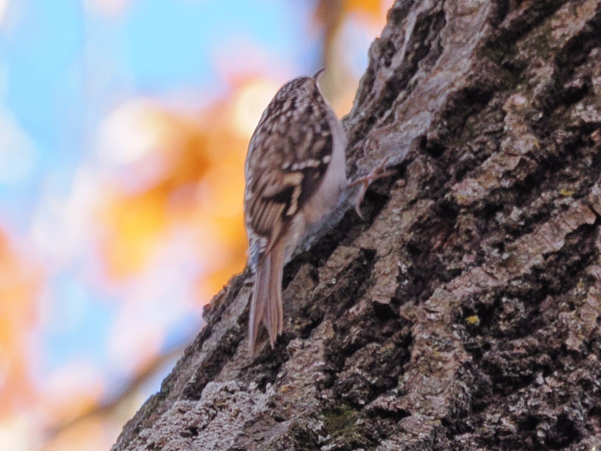Brown Creeper - ML645058355