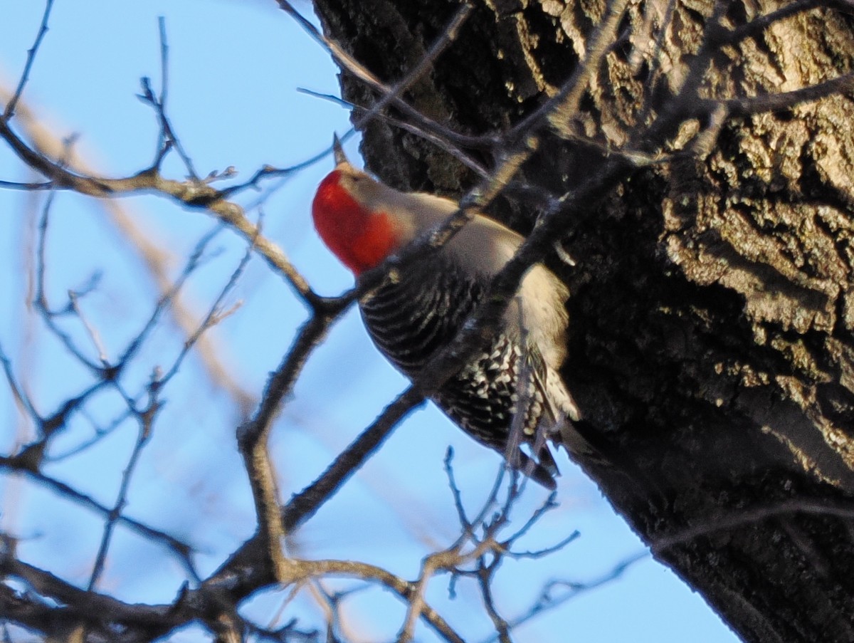 Red-bellied Woodpecker - ML645058376
