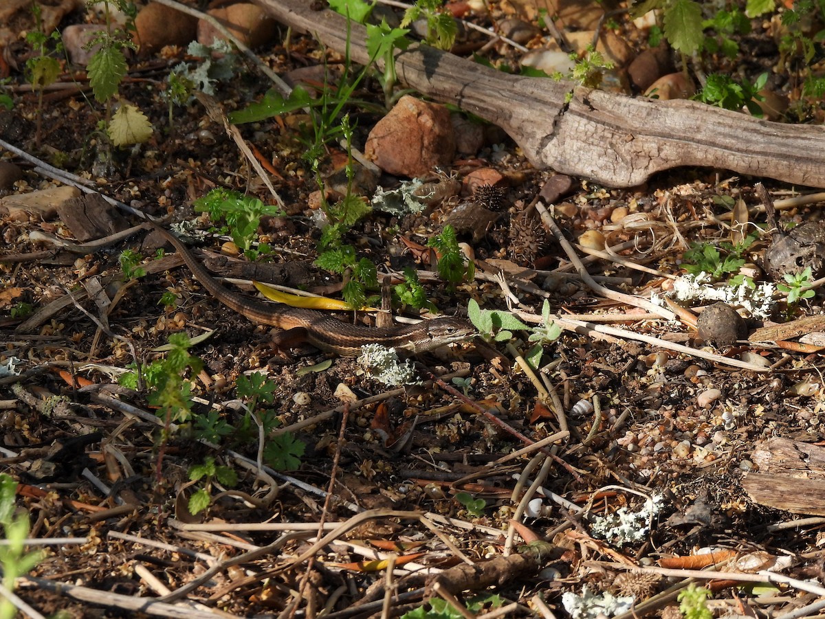 Large Psammodromus - ML645058377