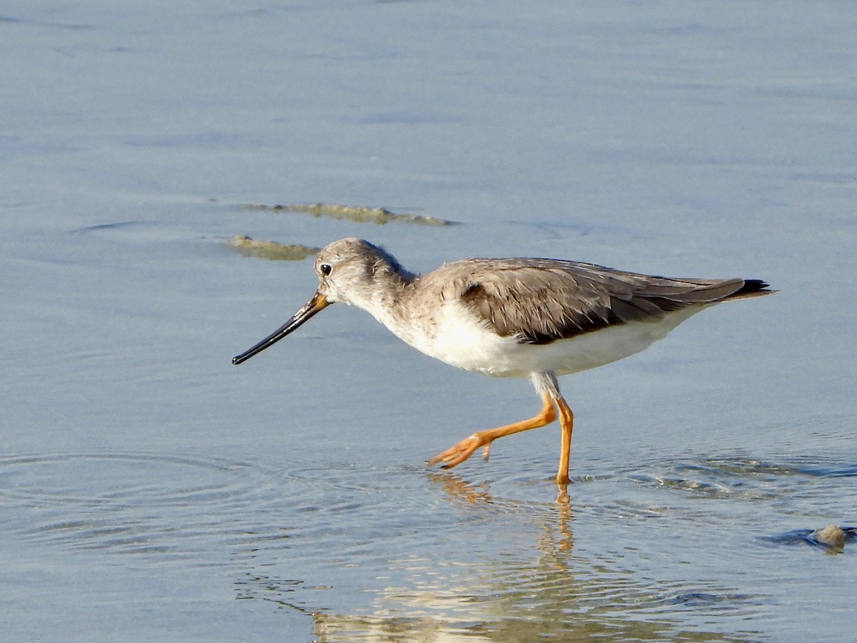 Terek Sandpiper - ML645058393