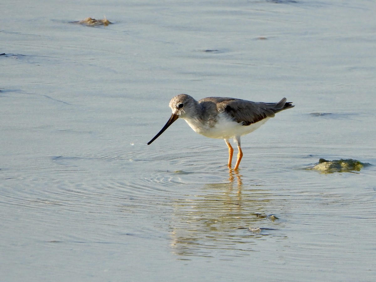 Terek Sandpiper - ML645058395