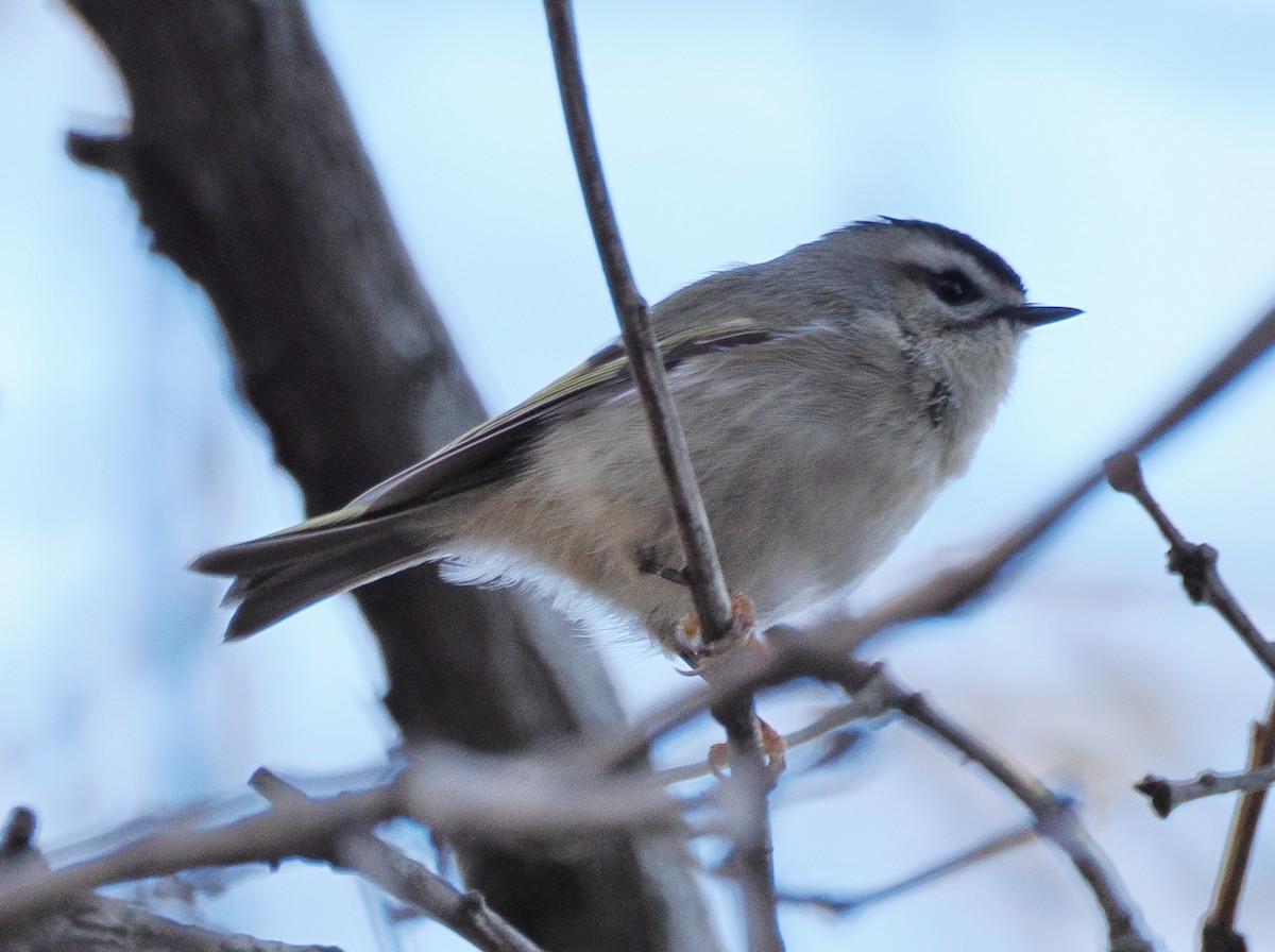 Golden-crowned Kinglet - ML645058401