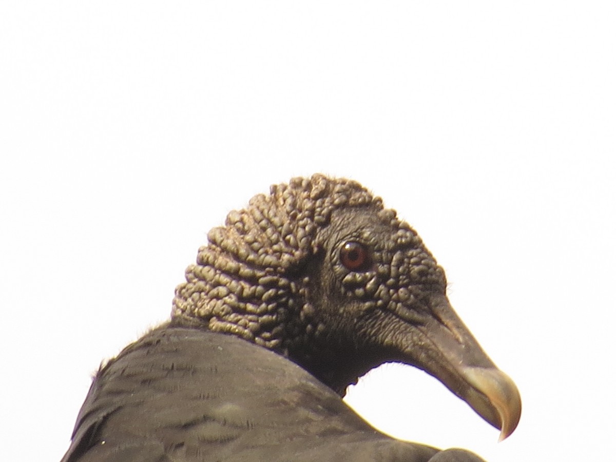 Black Vulture - ML645058438