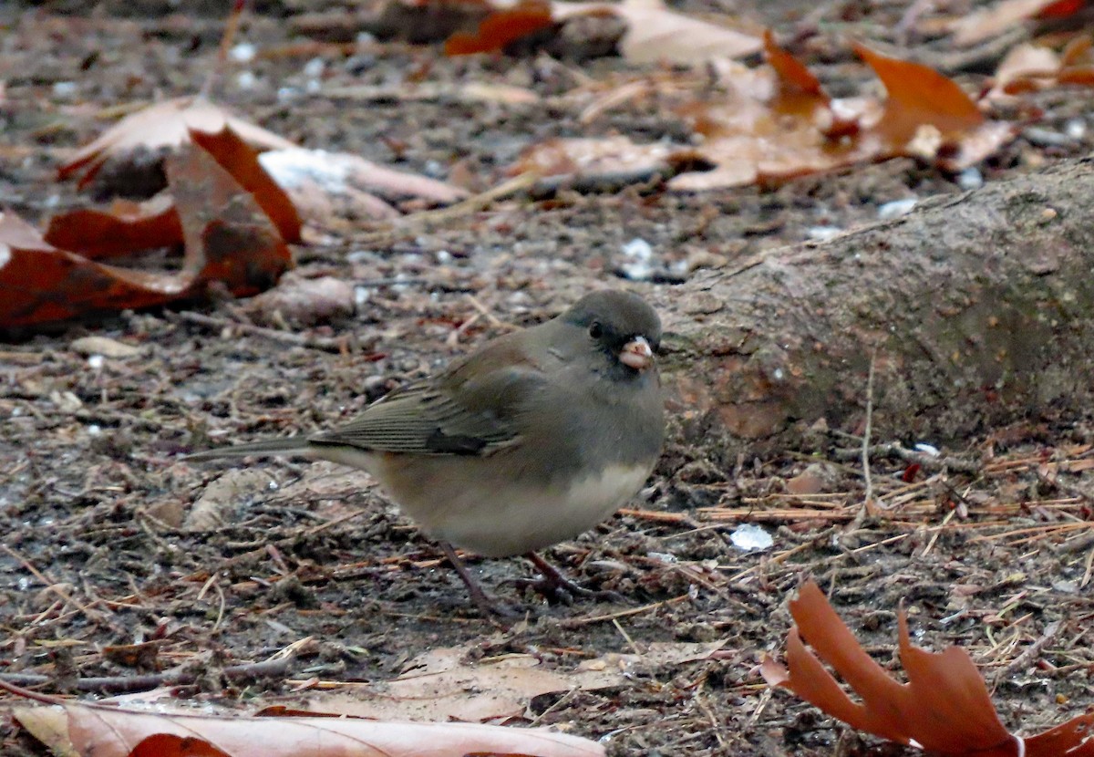 Dark-eyed Junco (Slate-colored) - ML645058443