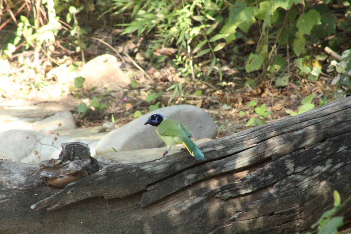 Green Jay - ML645058470