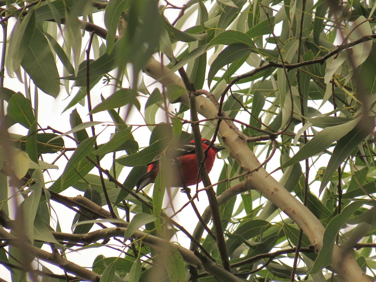 White-winged Tanager - ML645058471
