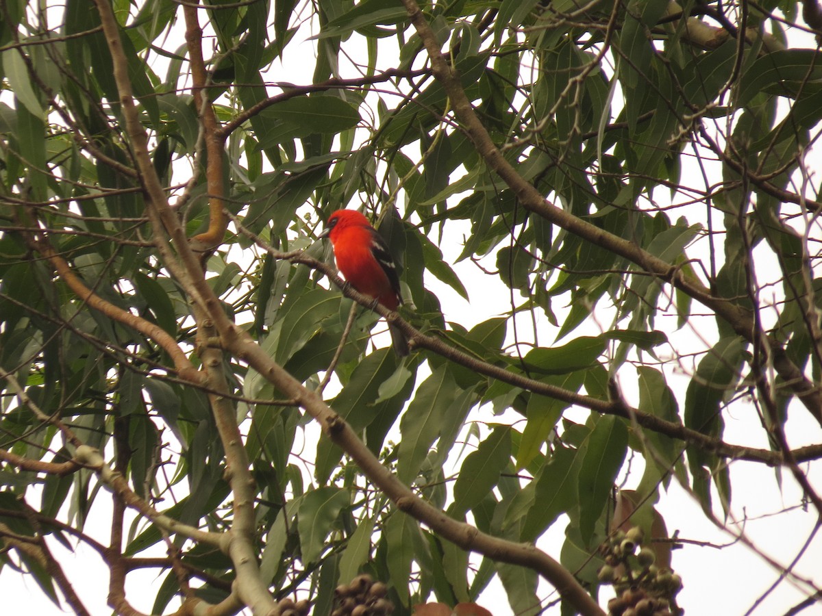White-winged Tanager - ML645058472