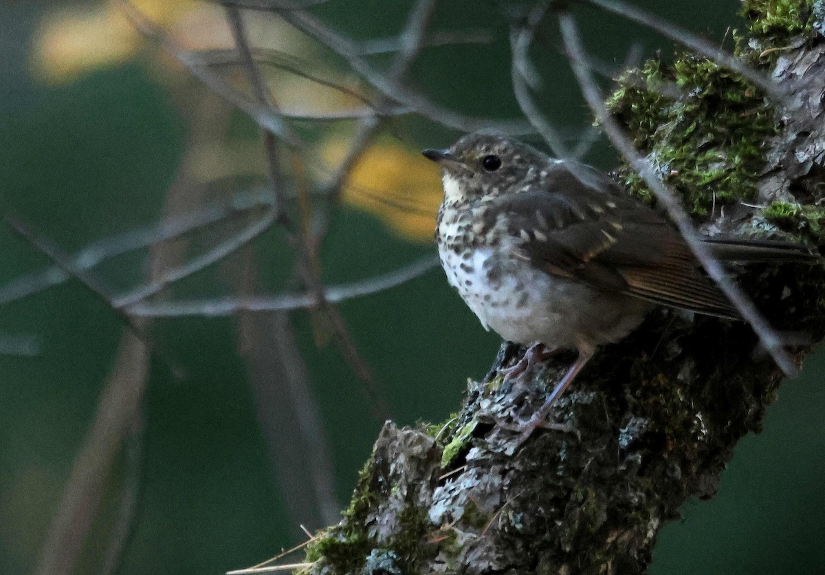 Малый дрозд - ML645058495