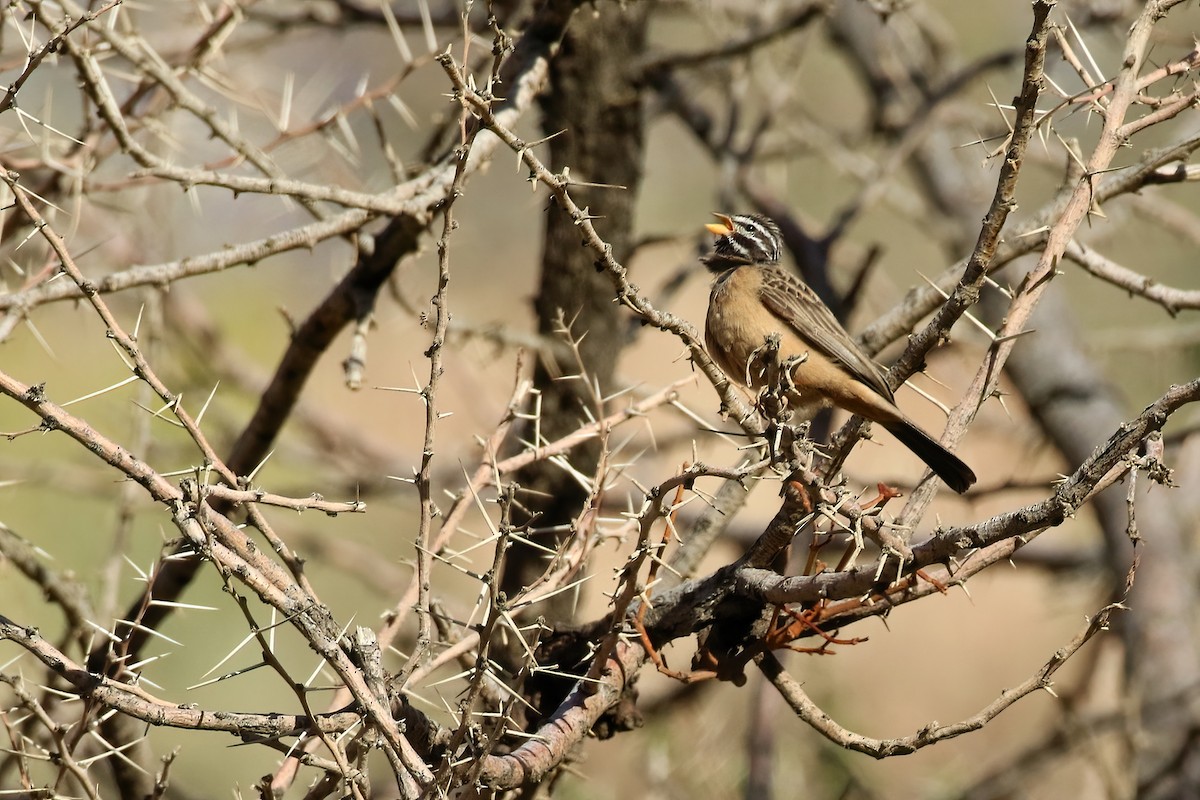 Cinnamon-breasted Bunting - ML645058498