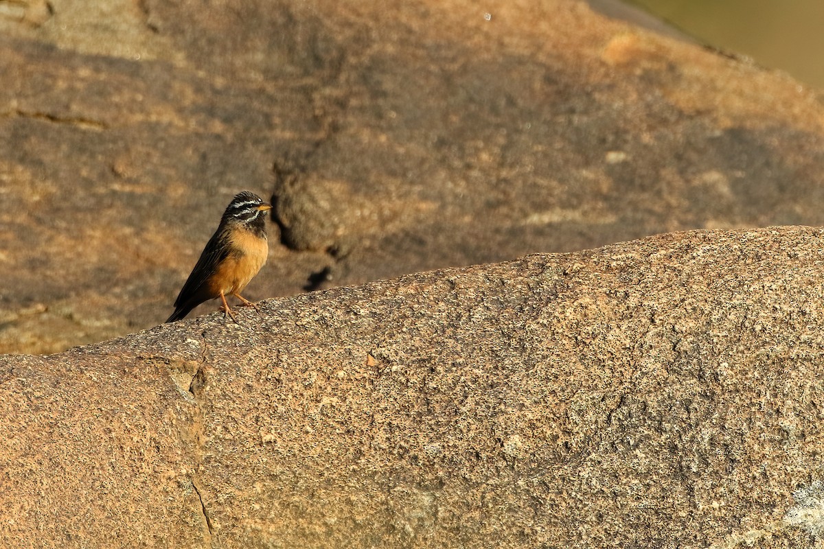 Cinnamon-breasted Bunting - ML645058499
