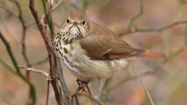 Münzevi Bülbül Ardıcı - ML645058505