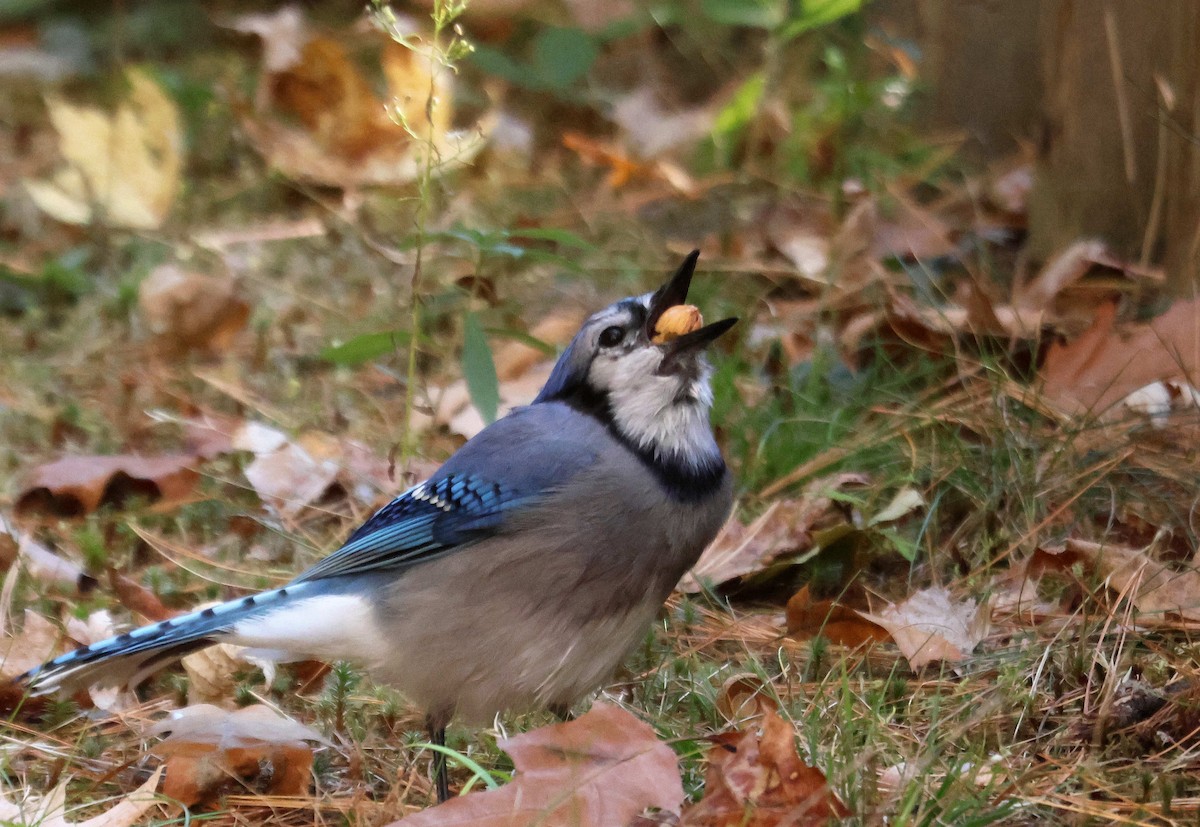 Blue Jay - ML645058506