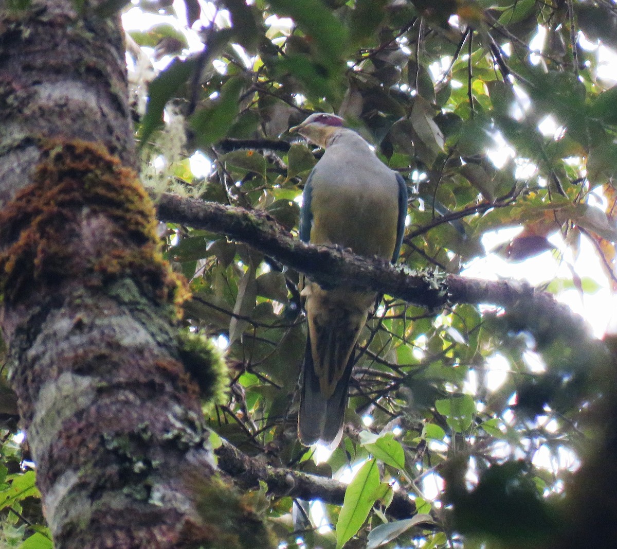 holub rudouchý - ML645058515