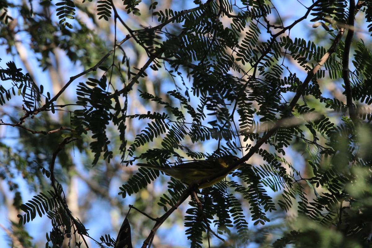 Prairie Warbler - ML645058518