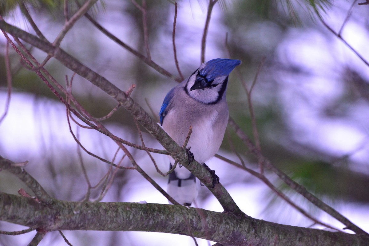 sojka chocholatá - ML645058523