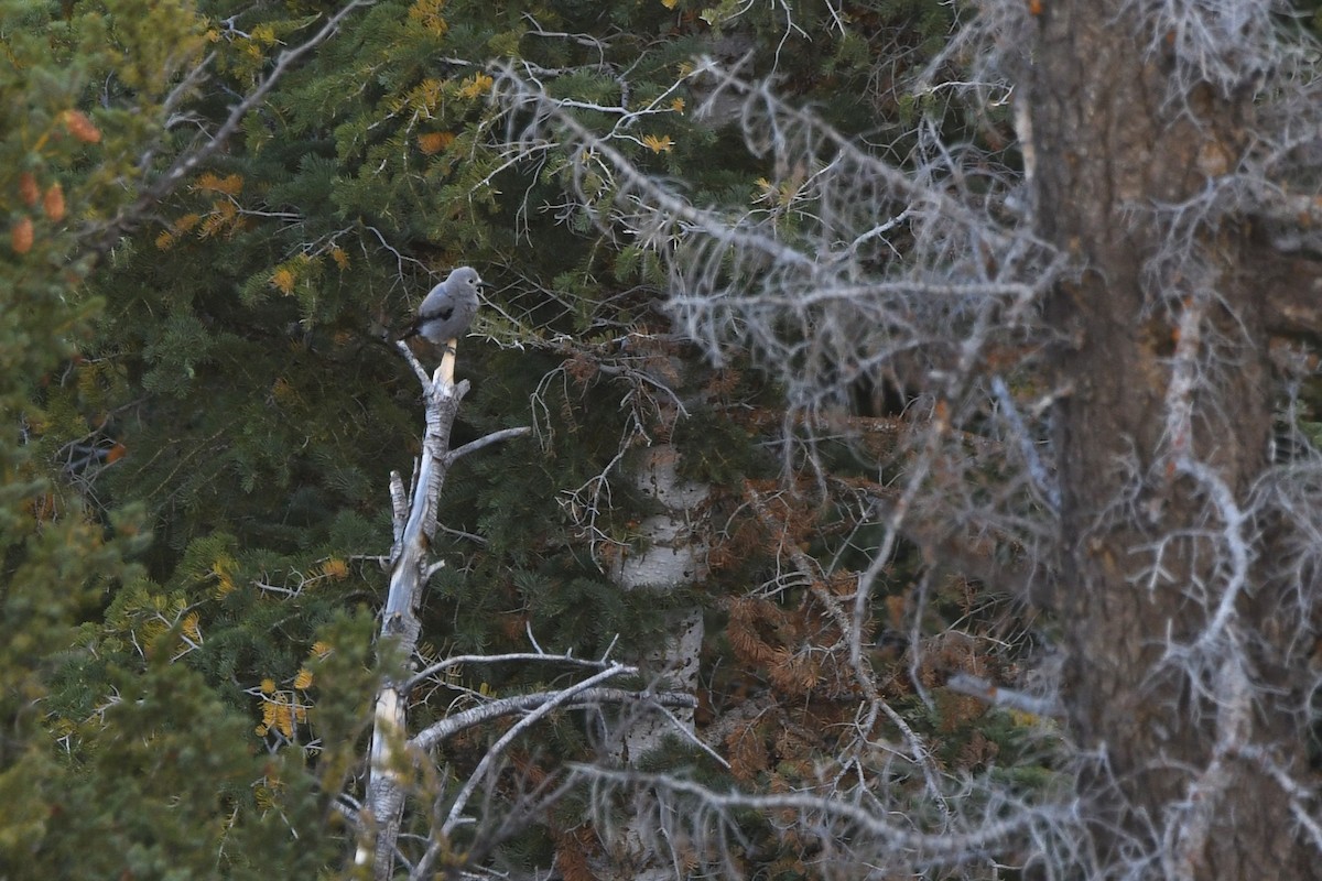 Clark's Nutcracker - ML645058525