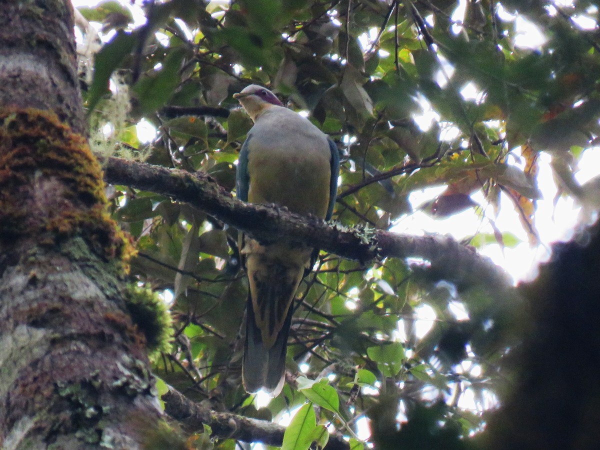 holub rudouchý - ML645058532