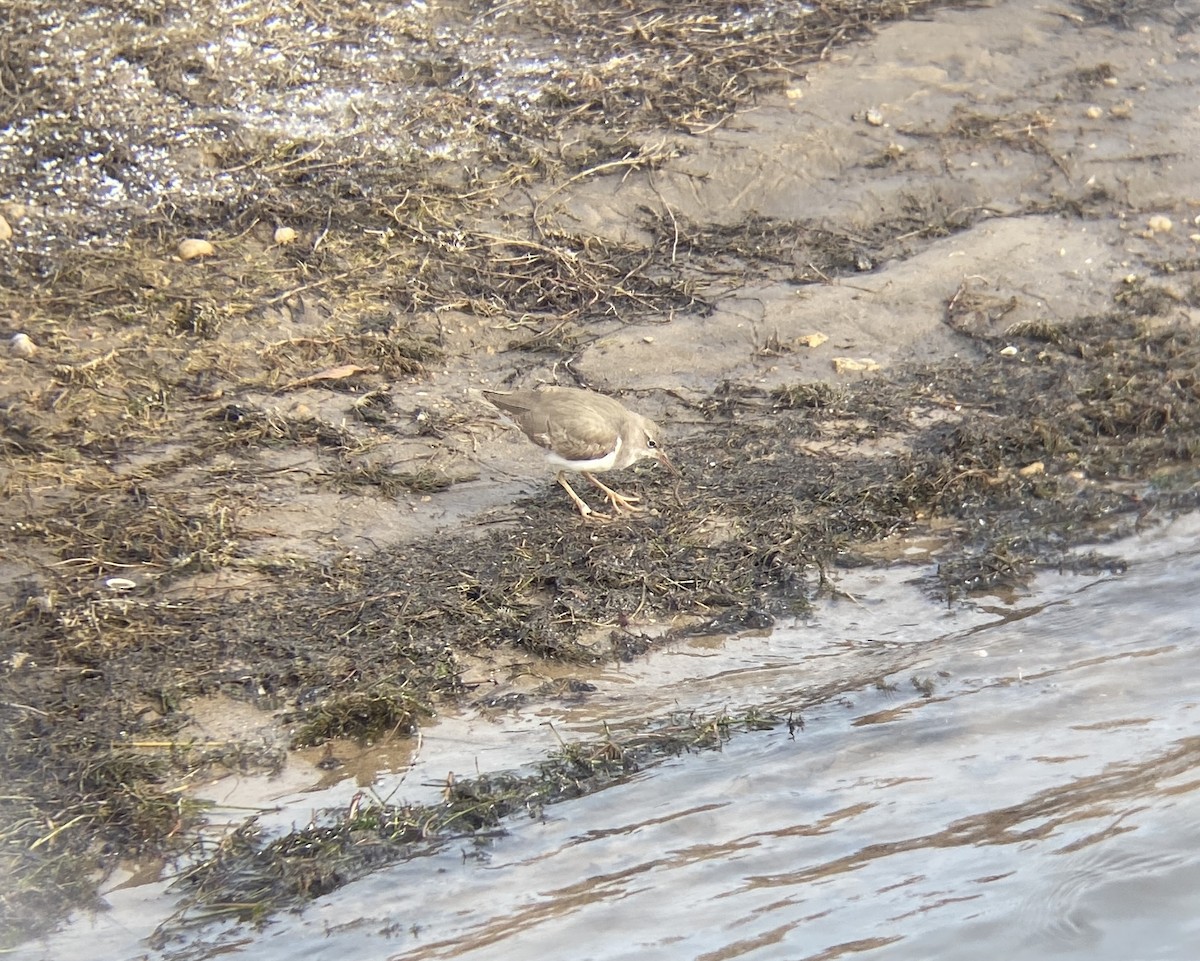 Spotted Sandpiper - ML645058541