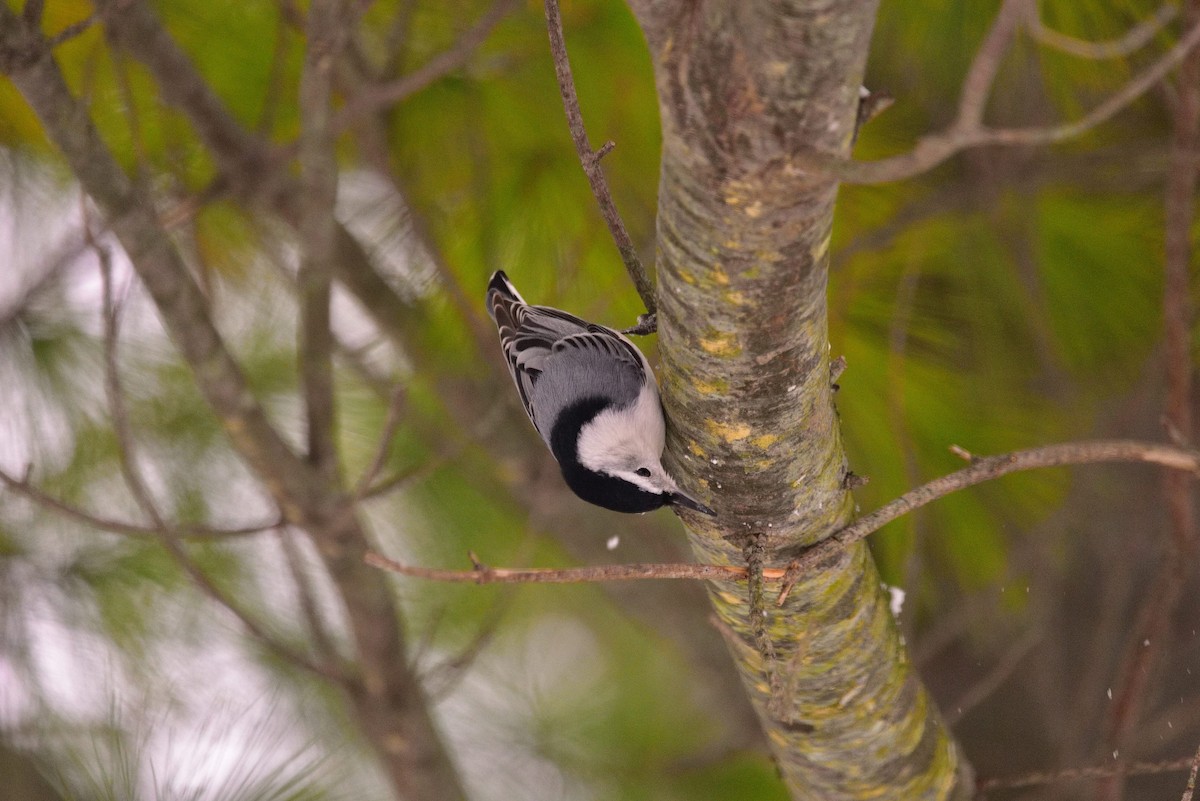 brhlík běloprsý - ML645058543