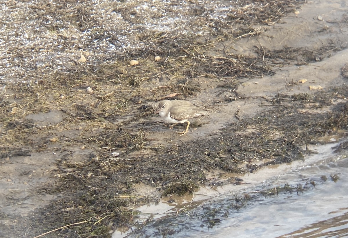 Spotted Sandpiper - ML645058544