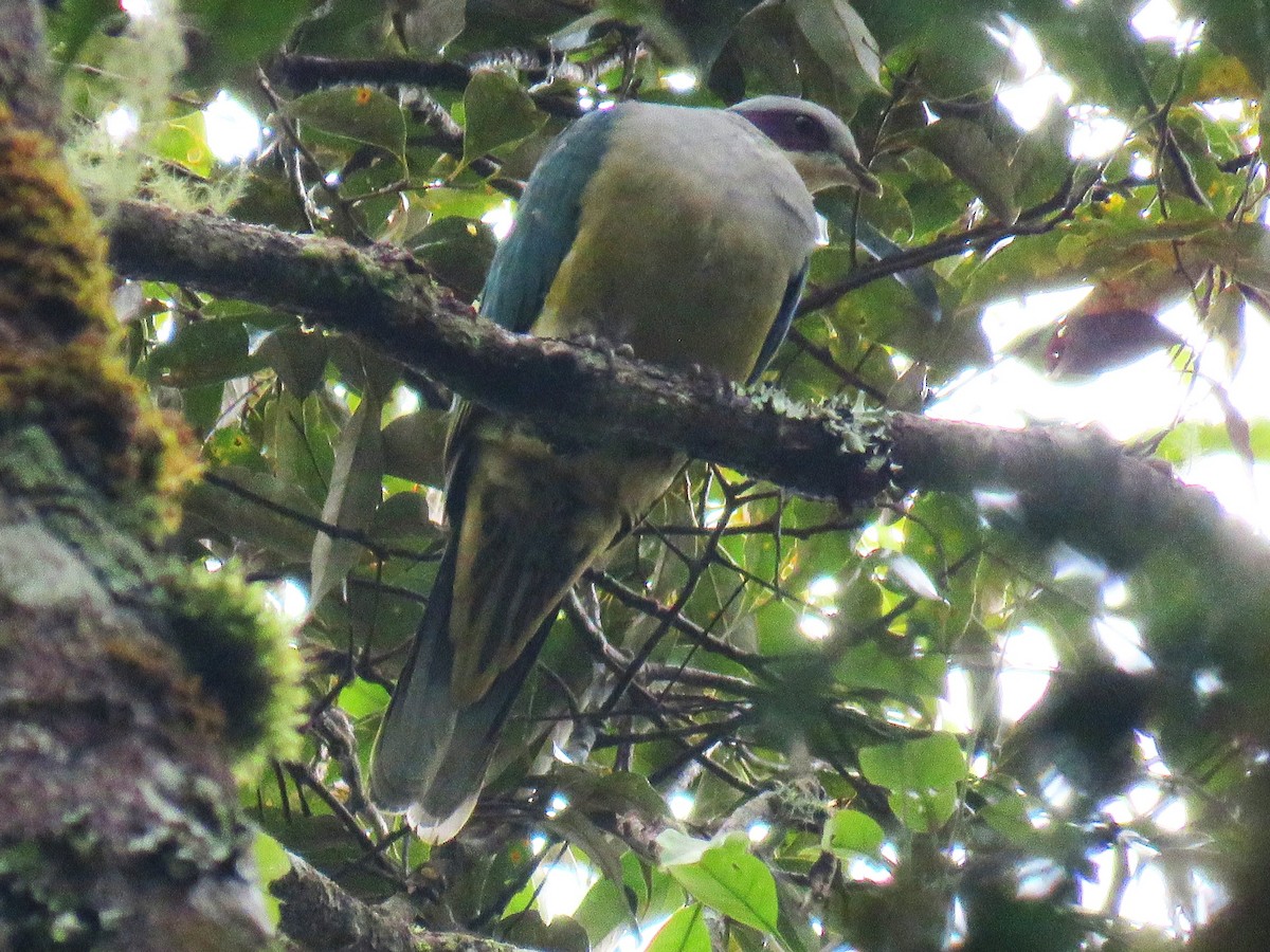 holub rudouchý - ML645058566