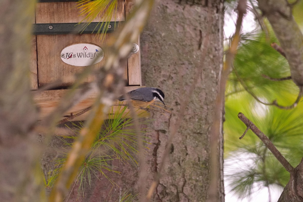 brhlík americký - ML645058593